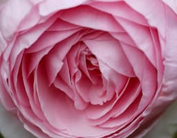 logo-pink