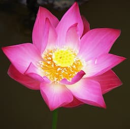 logo-pink