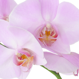 logo-pink